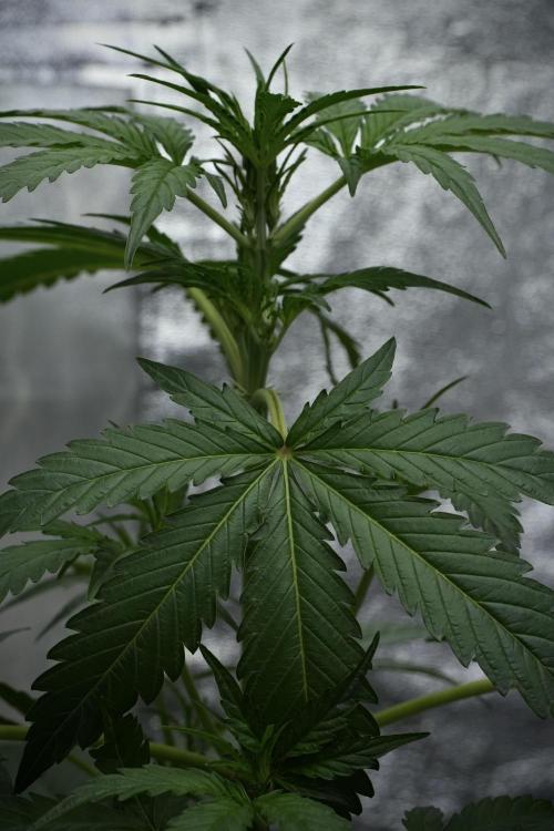 Black Diamont Auto By Zamnesia Pheno A. Week 4 - Black Diamont Auto Plant A
