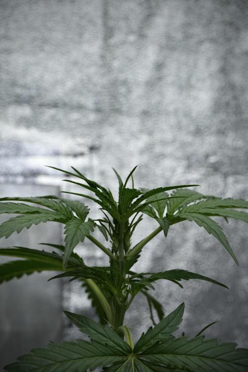 Black Diamont Auto By Zamnesia Pheno A. Week 4 - Black Diamont Auto Plant A