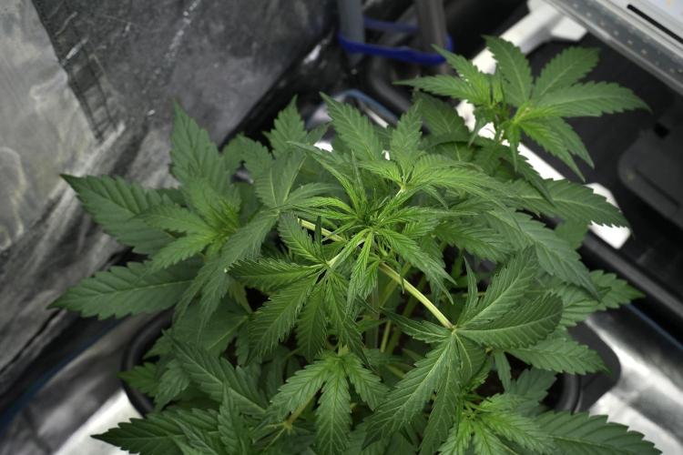 Black Diamont Auto By Zamnesia Pheno A. Week 4 - Black Diamont Auto Plant A Trainings LST