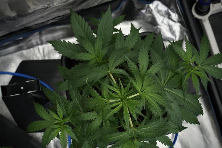 Black Diamont Auto By Zamnesia Pheno A. Week 4 - Black Diamont Auto Plant A
