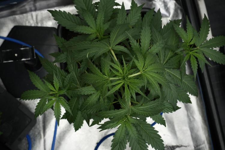 Black Diamont Auto By Zamnesia Pheno A. Week 4 - Black Diamont Auto Plant A view 