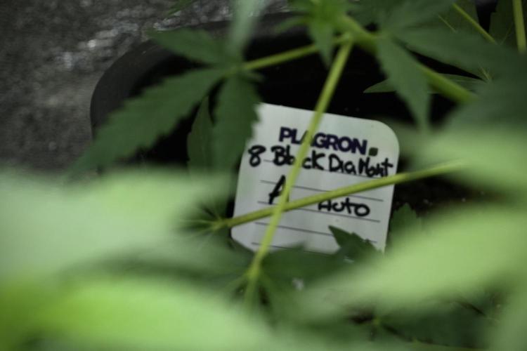 Black Diamont Auto By Zamnesia Pheno A. Week 4 - Black Diamont Auto Plant A