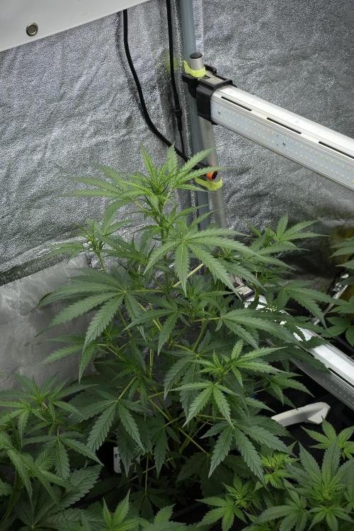 Black Diamont Auto By Zamnesia Pheno A. Week 4 - Black Diamont Auto Plant A