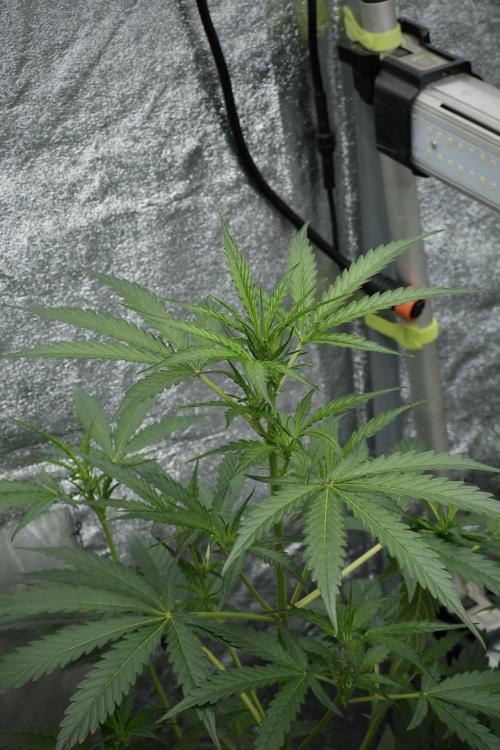 Black Diamont Auto By Zamnesia Pheno A. Week 4 - Black Diamont Auto Plant A