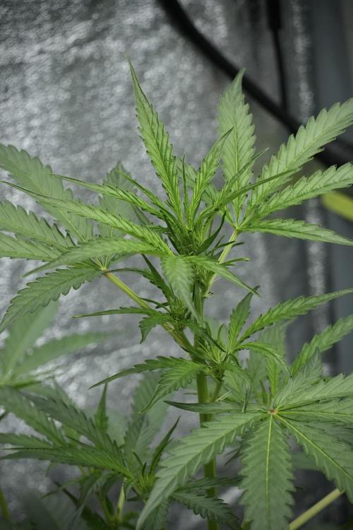 Black Diamont Auto By Zamnesia Pheno A. Week 4 - Black Diamont Auto Plant A