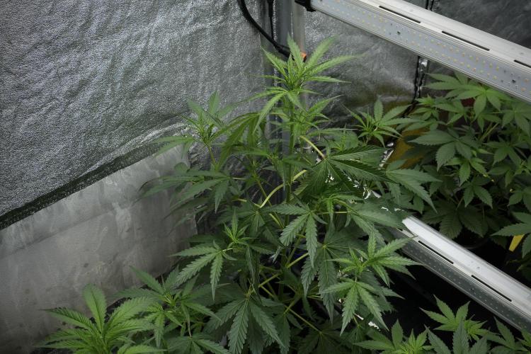 Black Diamont Auto By Zamnesia Pheno A. Week 4 - Black Diamont Auto Plant A