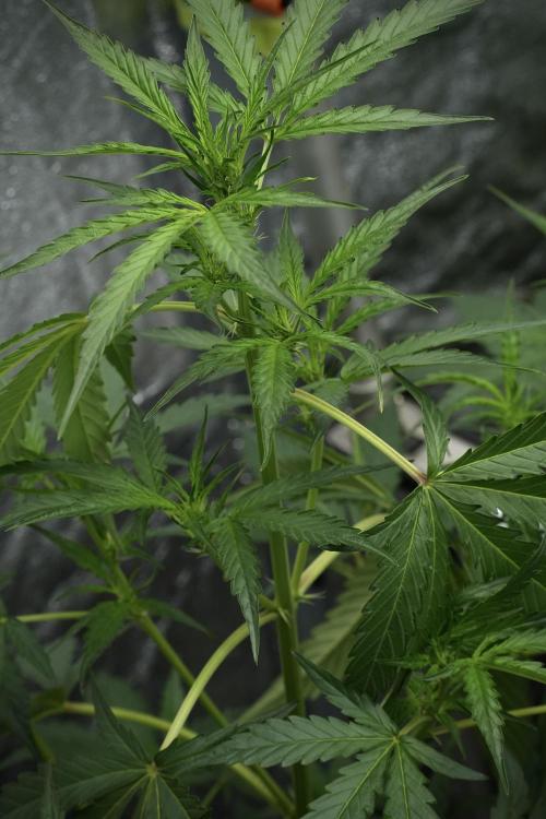 Black Diamont Auto By Zamnesia Pheno A. Week 4 - Black Diamont Auto Plant A Trainings LST