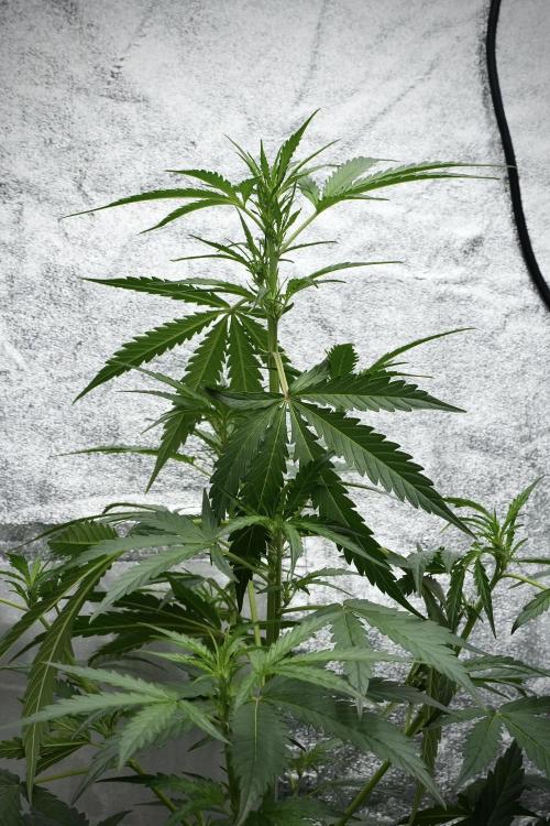 Black Diamont Auto By Zamnesia Pheno A. Week 4 - Black Diamont Auto Plant A Trainings LST