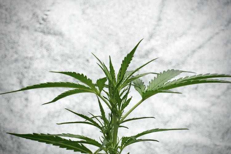 Black Diamont Auto By Zamnesia Pheno A. Week 4 - Black Diamont Auto Plant A