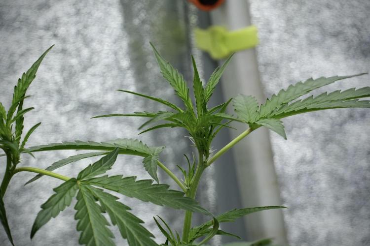 Black Diamont Auto By Zamnesia Pheno A. Week 4 - Black Diamont Auto Plant A