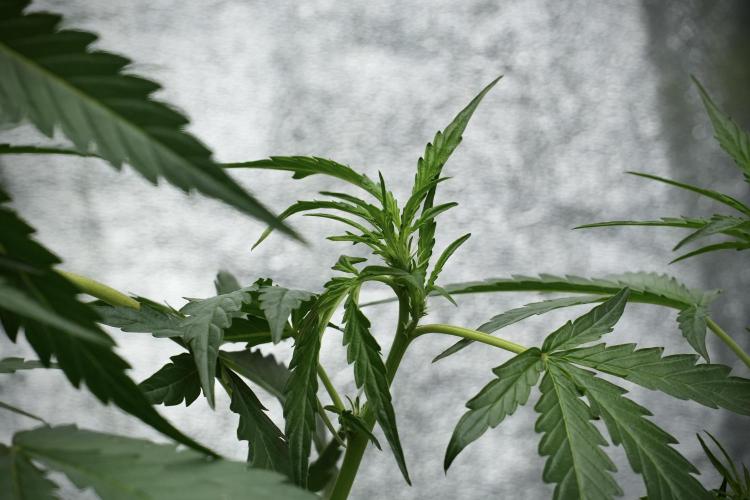 Black Diamont Auto By Zamnesia Pheno A. Week 4 - Black Diamont Auto Plant A