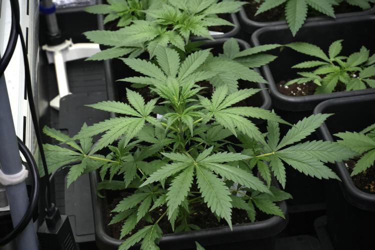 Pheno B Black Diamont Auto By Zamnesia. Week 4 - Black Diamond Auto – Plant B 
