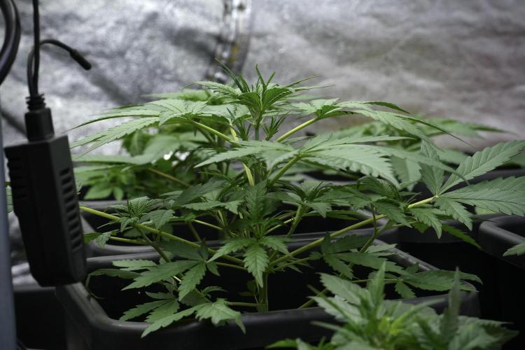 Pheno B Black Diamont Auto By Zamnesia. Week 4 - Black Diamond Auto – Plant B 