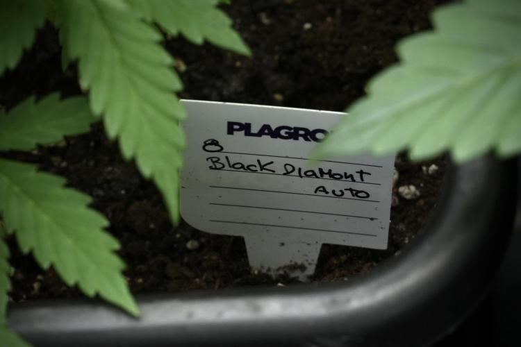 Pheno B Black Diamont Auto By Zamnesia. Week 4 - Black Diamond Auto – Plant B 