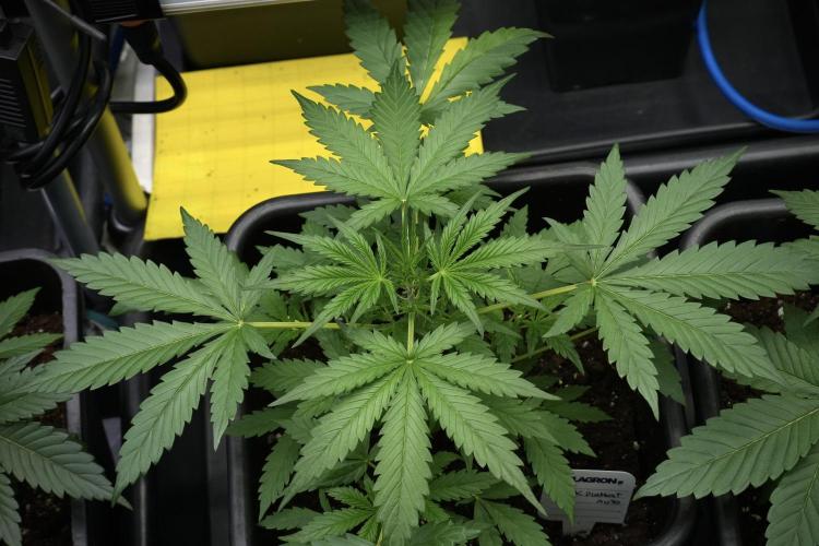 Pheno B Black Diamont Auto By Zamnesia. Week 4 - Black Diamond Auto – Plant B 