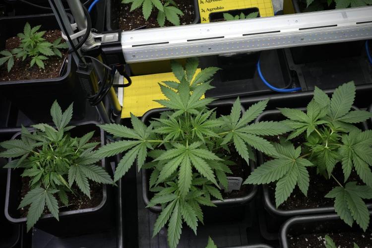 Pheno B Black Diamont Auto By Zamnesia. Week 4 - Black Diamond Auto – Plant B 