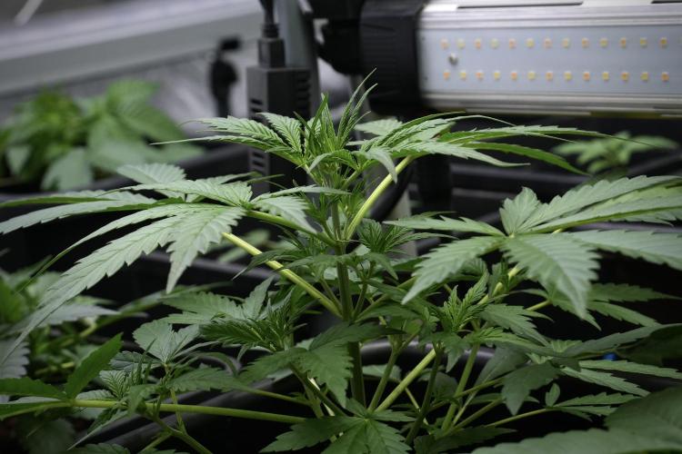 Pheno B Black Diamont Auto By Zamnesia. Week 4 - Black Diamond Auto – Plant B 