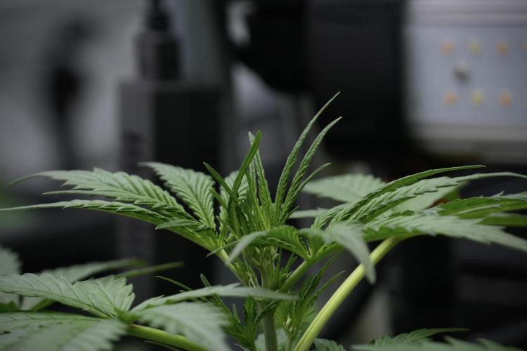 Pheno B Black Diamont Auto By Zamnesia. Week 4 - Black Diamond Auto – Plant B 