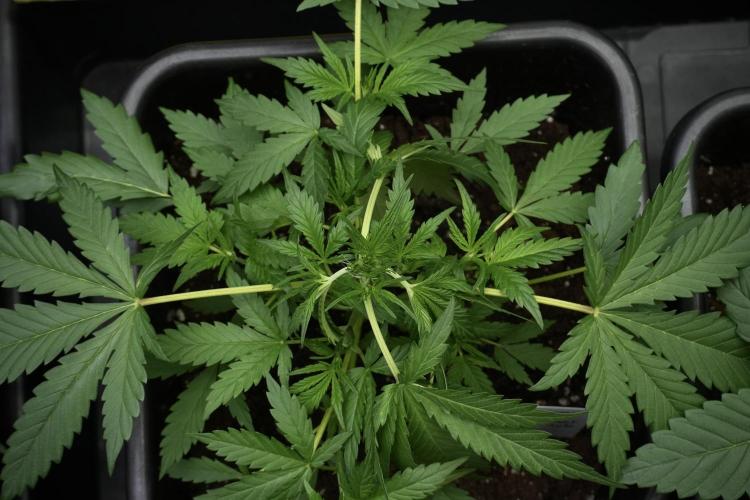 Pheno B Black Diamont Auto By Zamnesia. Week 4 - Black Diamond Auto – Plant B LSTrainings 