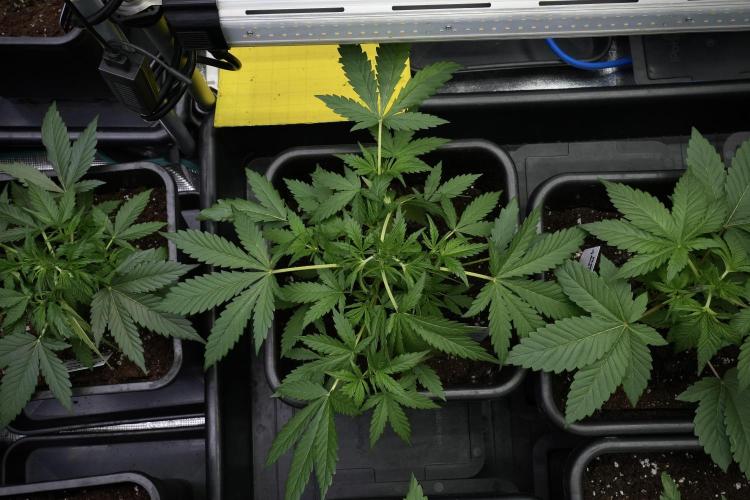 Pheno B Black Diamont Auto By Zamnesia. Week 4 - Black Diamond Auto – Plant B  LSTrainings 