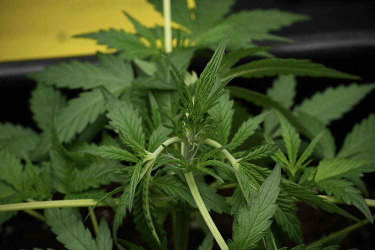 Pheno B Black Diamont Auto By Zamnesia. Week 4 - Black Diamond Auto – Plant B  LSTrainings 