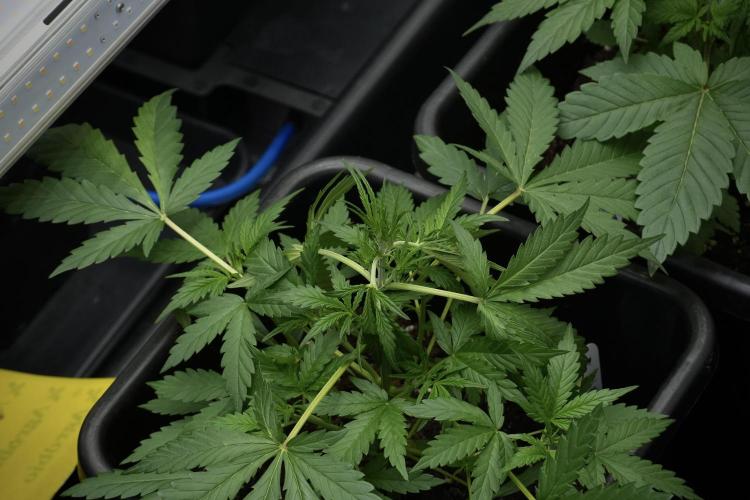 Pheno B Black Diamont Auto By Zamnesia. Week 4 - Black Diamond Auto – Plant B  LSTrainings 