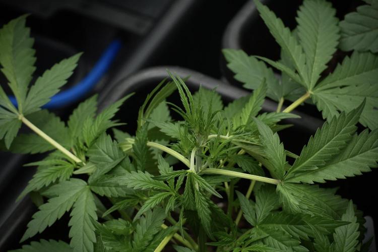 Pheno B Black Diamont Auto By Zamnesia. Week 4 - Black Diamond Auto – Plant B  LSTrainings 
