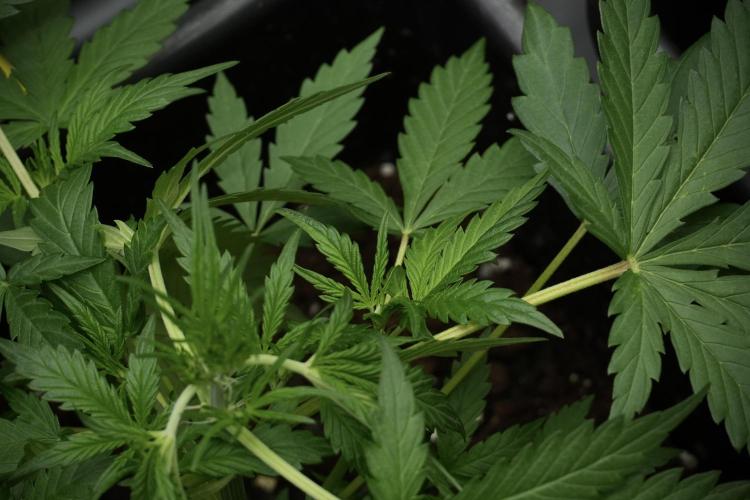 Pheno B Black Diamont Auto By Zamnesia. Week 4 - Black Diamond Auto – Plant B  LSTrainings 