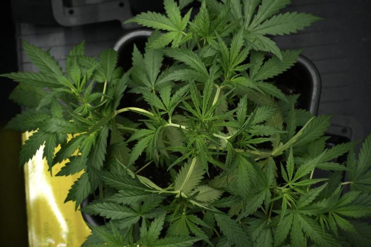 Pheno B Black Diamont Auto By Zamnesia. Week 4 - Black Diamond Auto – Plant B  LSTrainings 