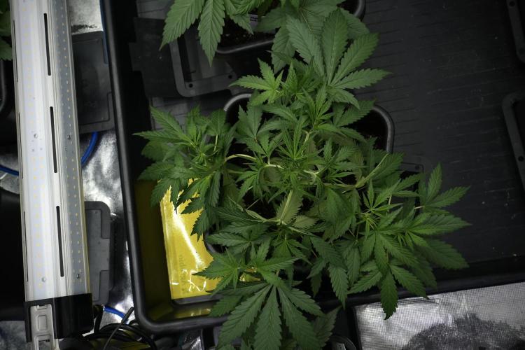 Pheno B Black Diamont Auto By Zamnesia. Week 4 - Black Diamond Auto – Plant B  LSTrainings 