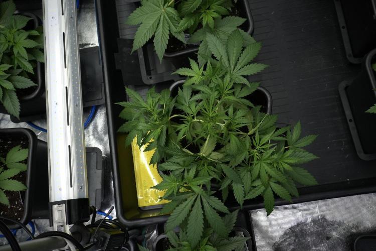 Pheno B Black Diamont Auto By Zamnesia. Week 4 - Black Diamond Auto – Plant B  LSTrainings 