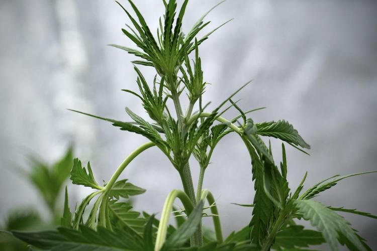 Pheno B Black Diamont Auto By Zamnesia. Week 4 - Black Diamond Auto – Plant B  LSTrainings 