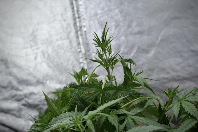 Pheno B Black Diamont Auto By Zamnesia. Week 4 - Black Diamond Auto – Plant B 