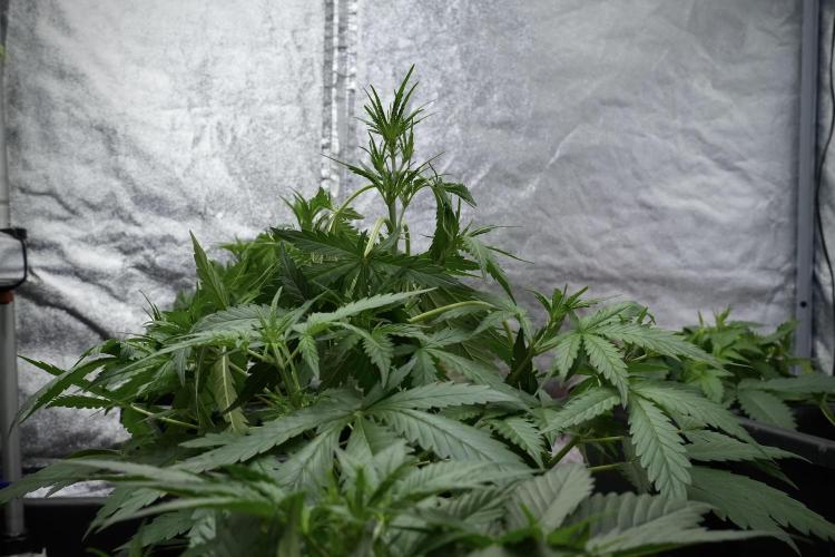 Pheno B Black Diamont Auto By Zamnesia. Week 4 - Black Diamond Auto – Plant B 