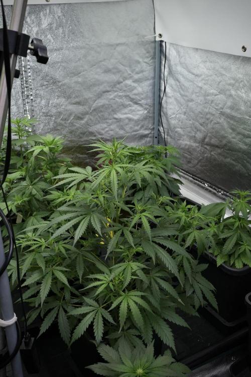 Pheno B Black Diamont Auto By Zamnesia. Week 4 - Black Diamond Auto – Plant B 
