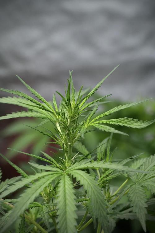 Pheno B Black Diamont Auto By Zamnesia. Week 4 - Black Diamond Auto – Plant B 