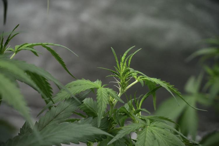 Pheno B Black Diamont Auto By Zamnesia. Week 4 - Black Diamond Auto – Plant B 