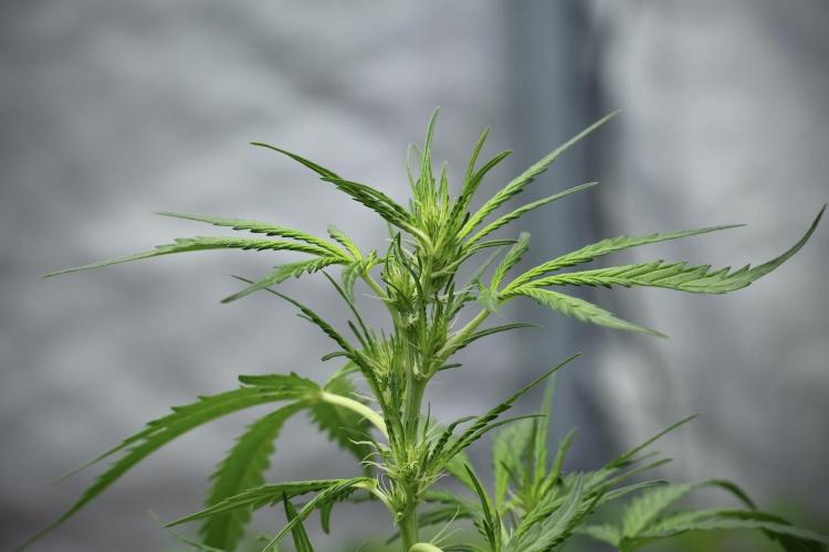 Pheno B Black Diamont Auto By Zamnesia. Week 4 - Black Diamond Auto – Plant B 
