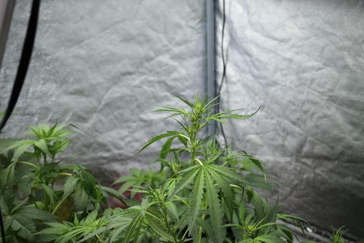 Pheno B Black Diamont Auto By Zamnesia. Week 4 - Black Diamond Auto – Plant B 