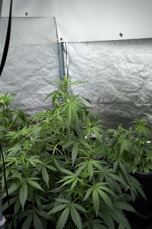 Pheno B Black Diamont Auto By Zamnesia. Week 4 - Black Diamond Auto – Plant B 