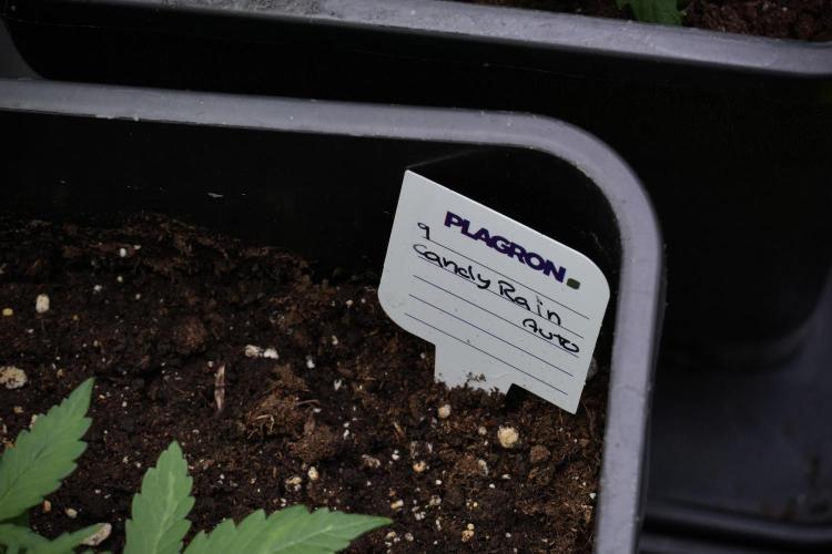 Candy Rain Auto By Zamnesia. Week 4 - Candy Rain Auto