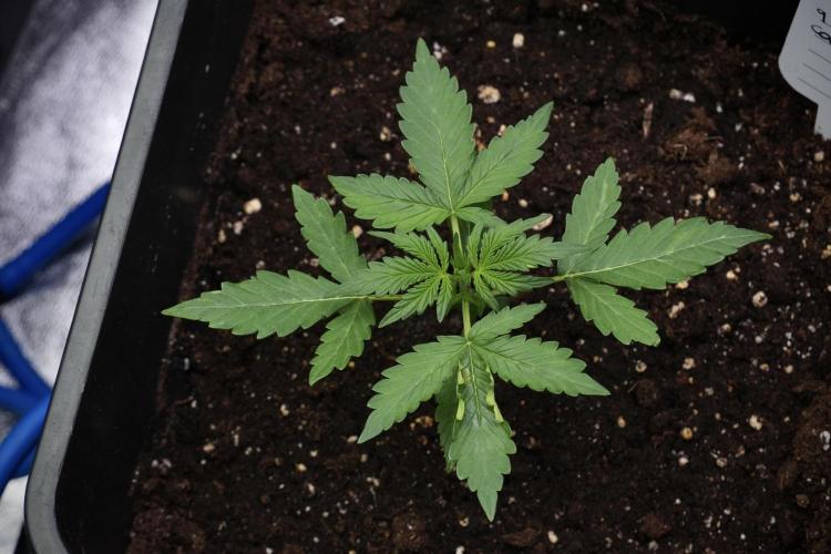 Candy Rain Auto By Zamnesia. Week 4 - Candy Rain Auto Bird views
