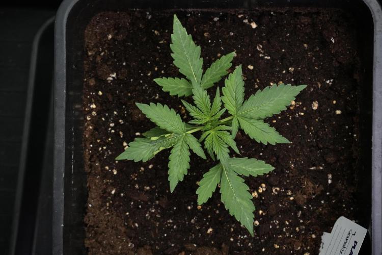 Candy Rain Auto By Zamnesia. Week 4 - Candy Rain Auto Bird views