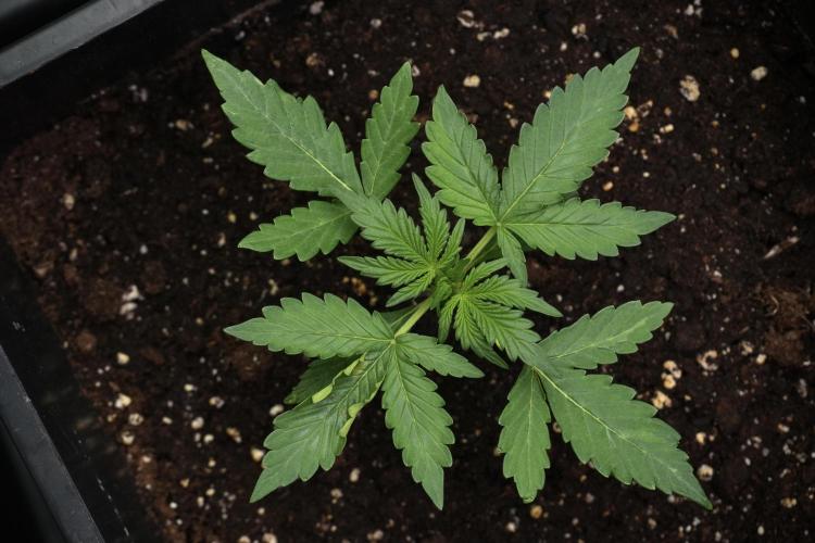 Candy Rain Auto By Zamnesia. Week 4 - Candy Rain Auto Bird views