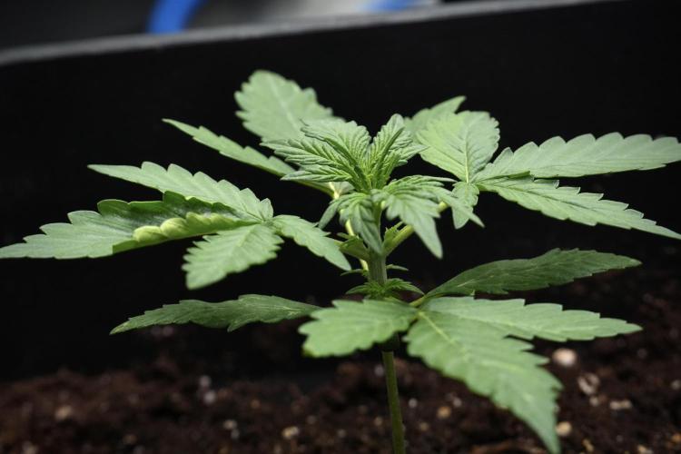 Candy Rain Auto By Zamnesia. Week 4 - Candy Rain Auto side views