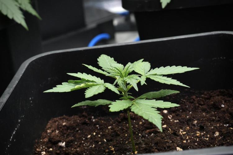 Candy Rain Auto By Zamnesia. Week 4 - Candy Rain Auto side views