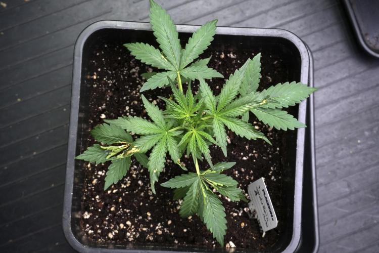 Candy Rain Auto By Zamnesia. Week 4 - Candy Rain Auto Bird views