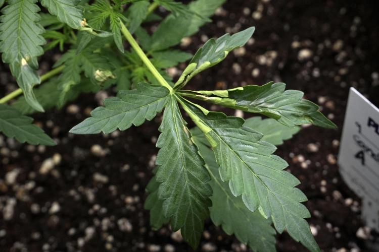 Candy Rain Auto By Zamnesia. Week 4 - Candy Rain Auto side views burned leafs