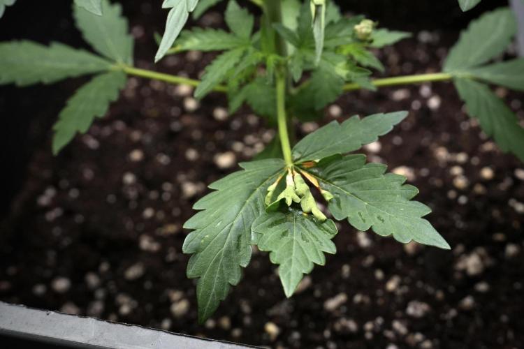 Candy Rain Auto By Zamnesia. Week 4 - Candy Rain Auto side views burned leafs
