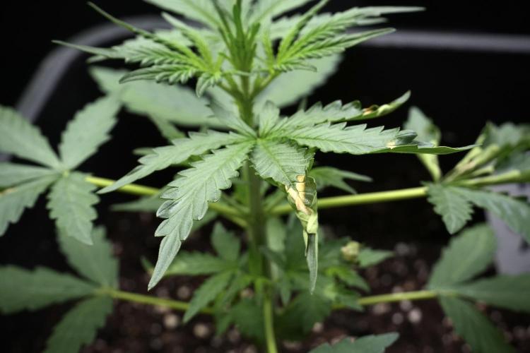 Candy Rain Auto By Zamnesia. Week 4 - Candy Rain Auto side views burned leafs